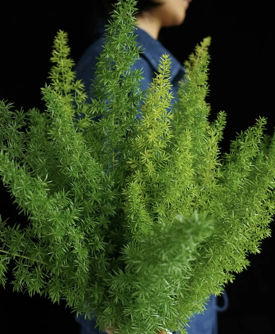 【云曦自营】狐尾天门冬鲜枝水培植物室内夏季好养易活森系植物