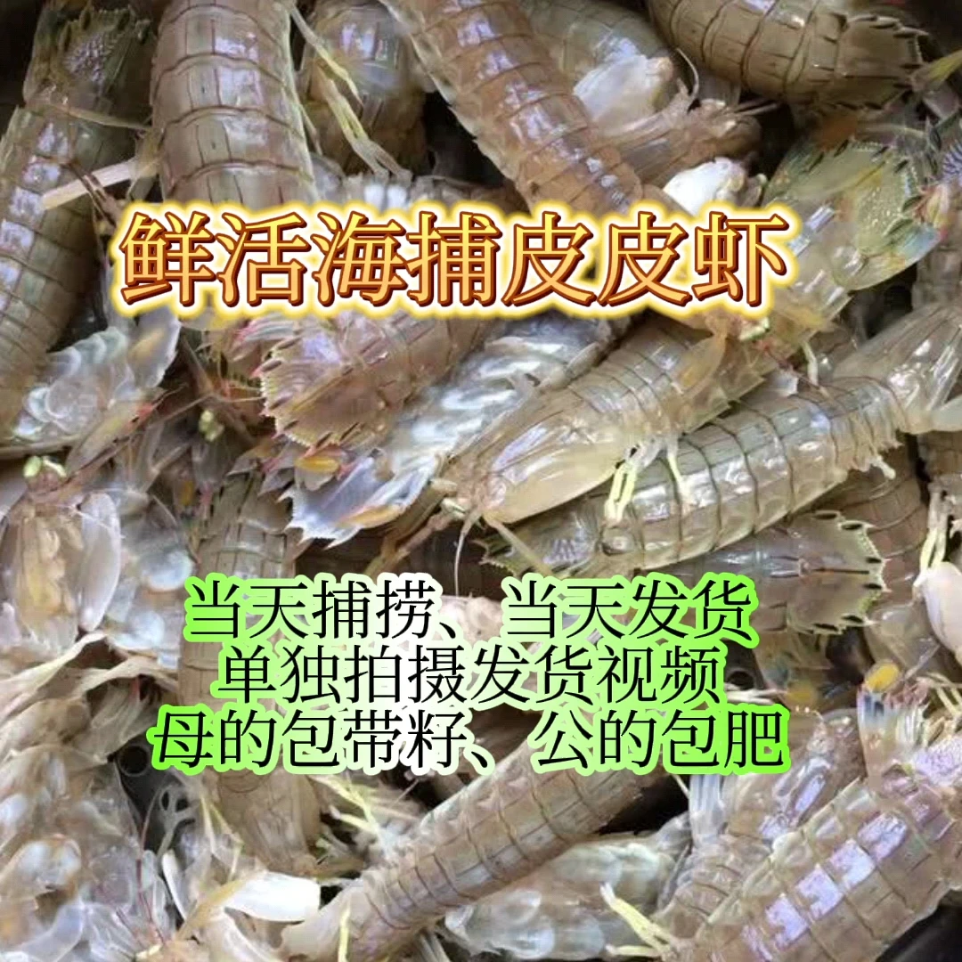 莱州海捕（全母满籽）鲜活皮皮虾2斤，个顶个包肥，保鲜不保活