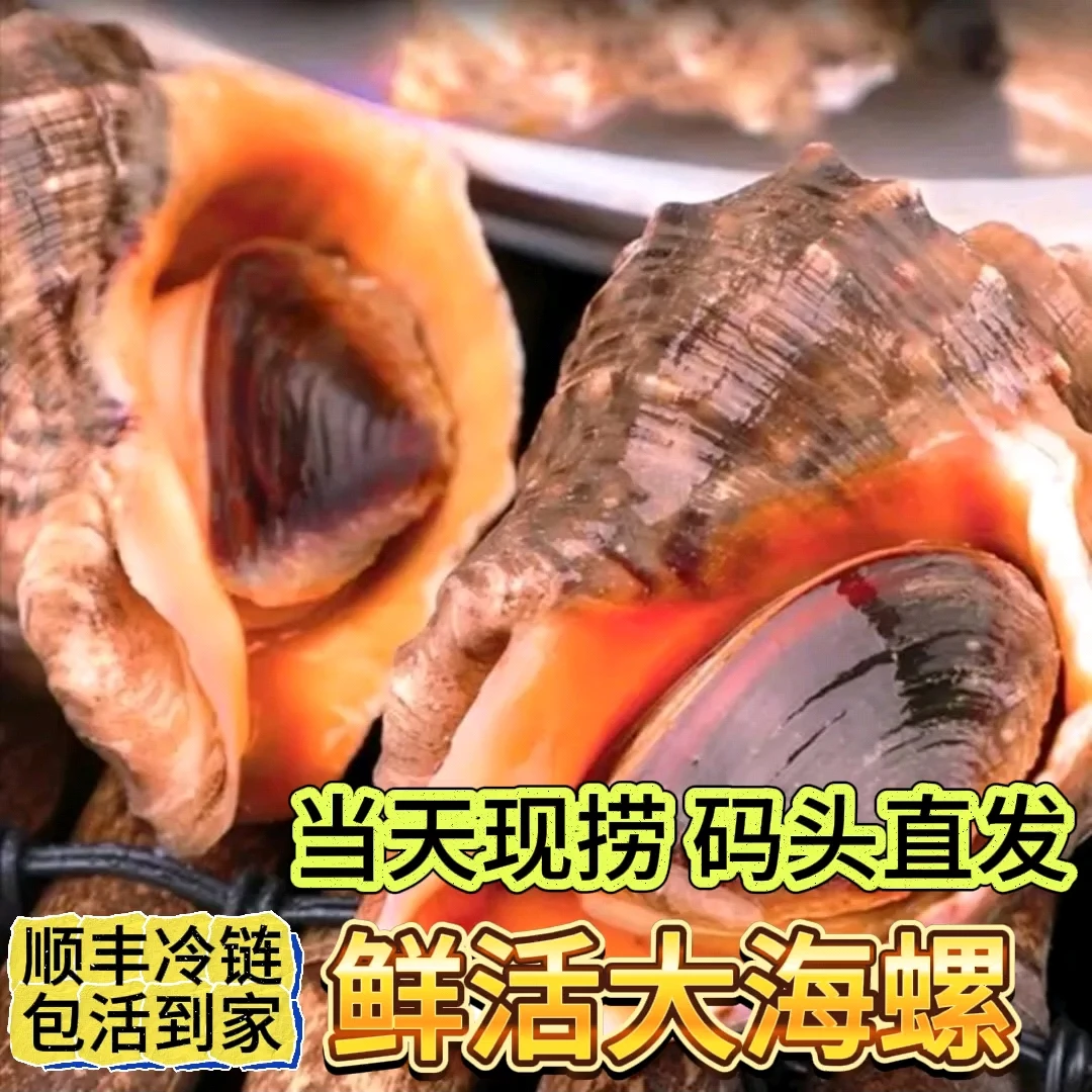 鲜活大海螺，新鲜捕捞（三斤装），山东烟台莱州发货，包活到家
