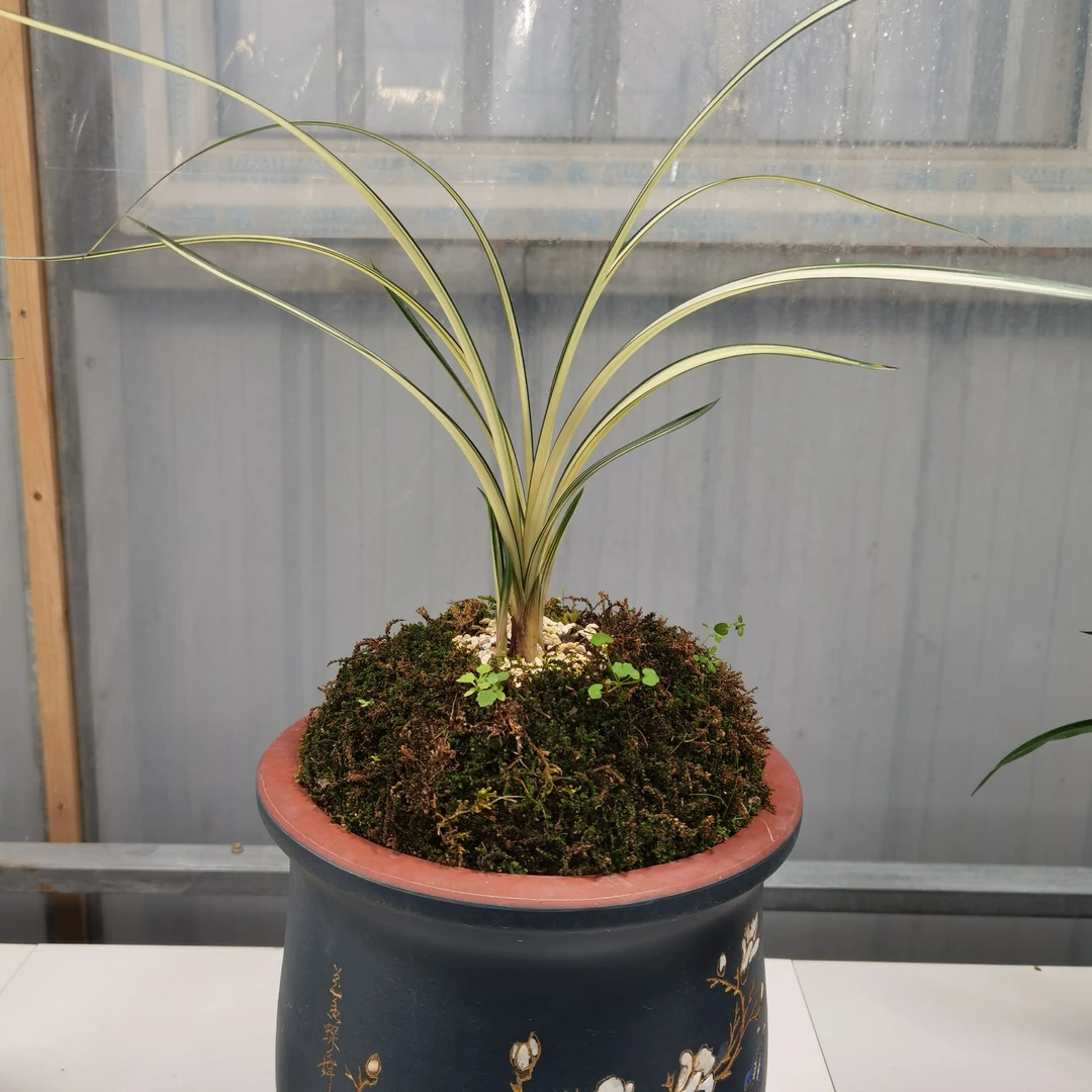 兰花直播间付款 — 一物一拍链接