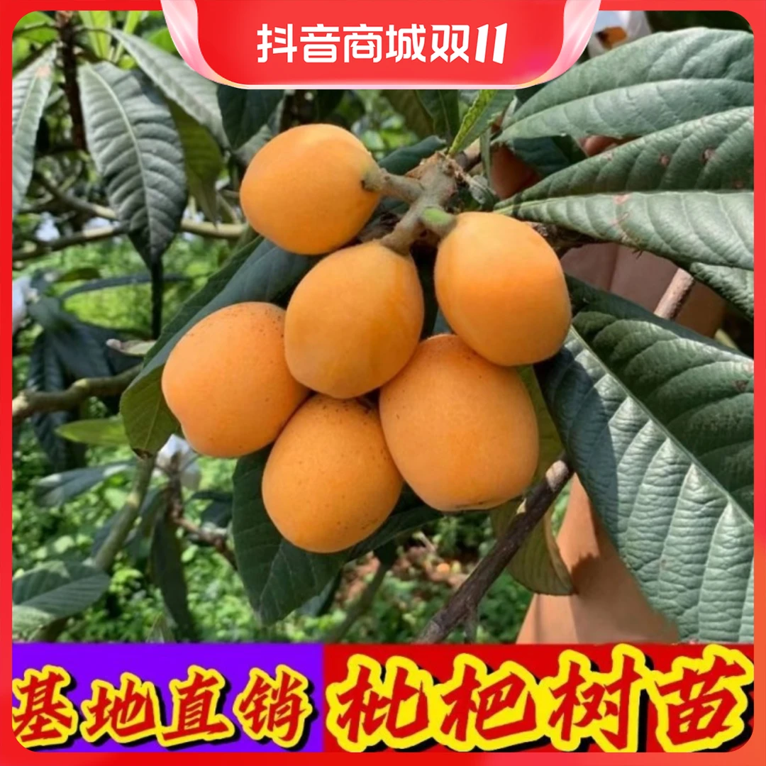 枇杷苗树无核砂糖枇杷树果苗琵琶树果树果苗特大庭院种植枇杷树苗