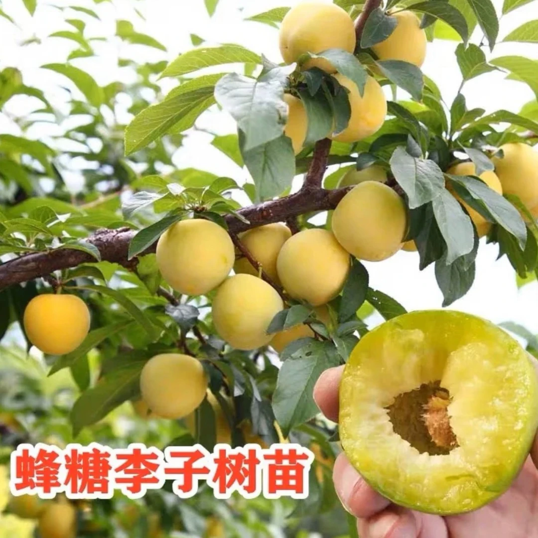 蜂糖李子树苗 嫁接晚熟脱骨李青脆李西梅三华李子苗南北方种植
