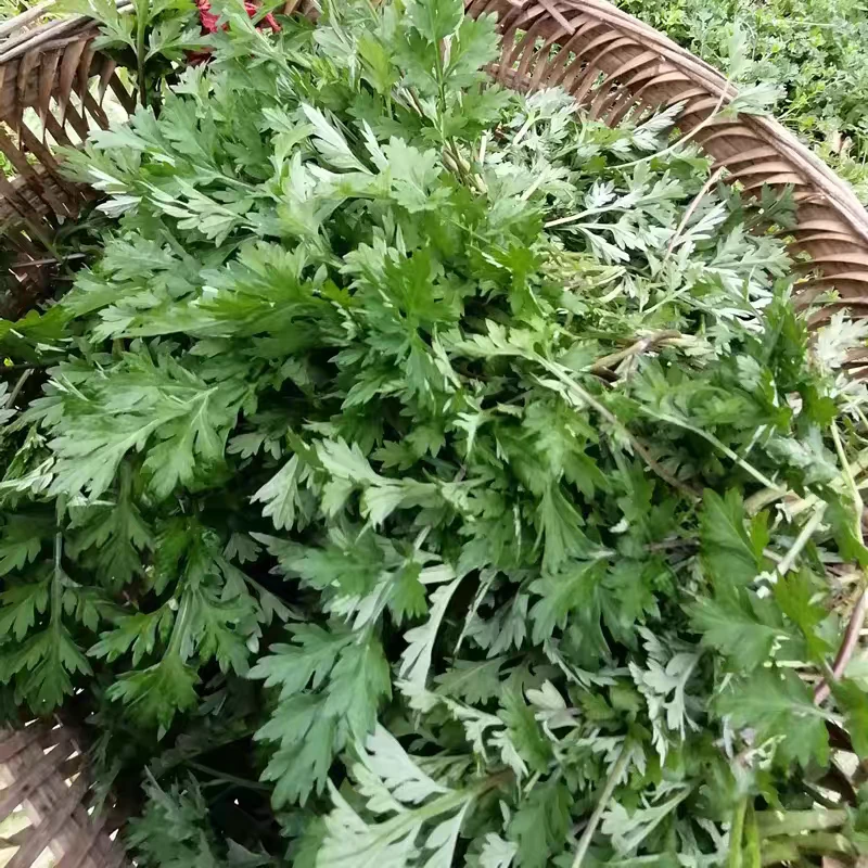 湖南湘西深山社饭原料野生篙菜野菜现摘新鲜1/3/5包邮