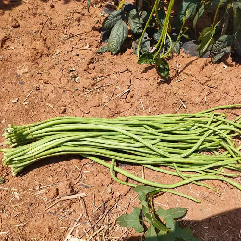 湖南农家新鲜长豆角应季蔬菜现摘现发2/3斤