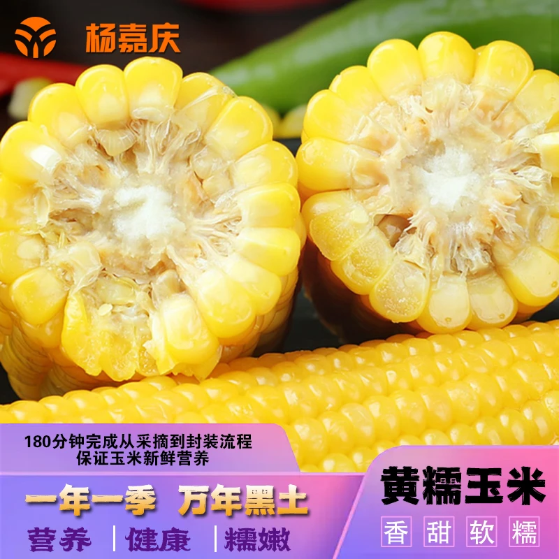 头茬黄粘糯玉米东北黑土香甜真空蒸煮代餐单支230g拍8送2甜糯新鲜
