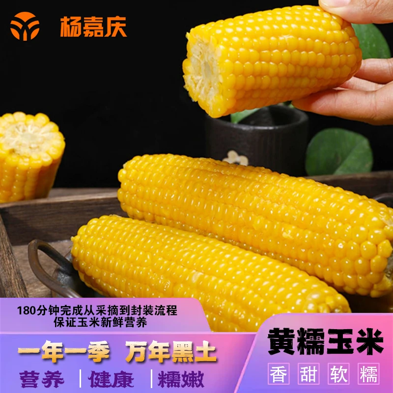 东北黄糯玉米软糯新鲜香甜真空蒸煮饱满代餐单支250g8支食用加热