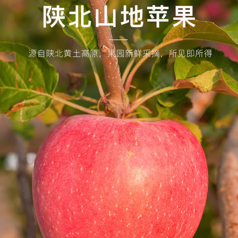 【印象米脂】黄土高原米脂山地苹果24颗盒装