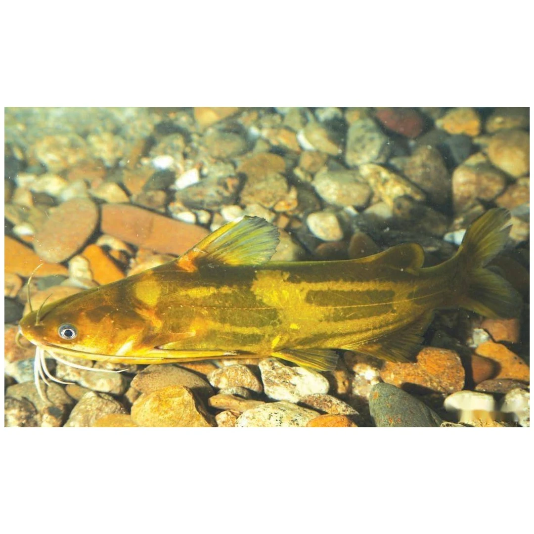鲜活黄嘎鱼/黄骨鱼1斤 3-4条约500g/份（不杀请备注）