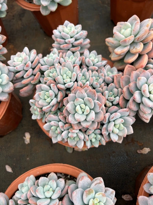 大红洛神整桩肉植物