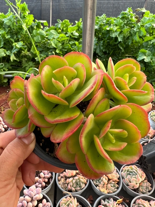 红梅群多头多肉植物