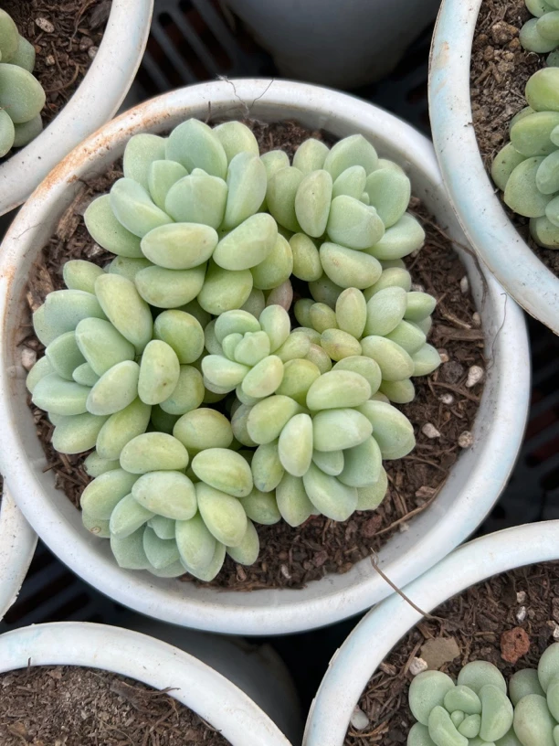 泡泡糖群生多肉植物新手好养办公室阳台庭院盆栽