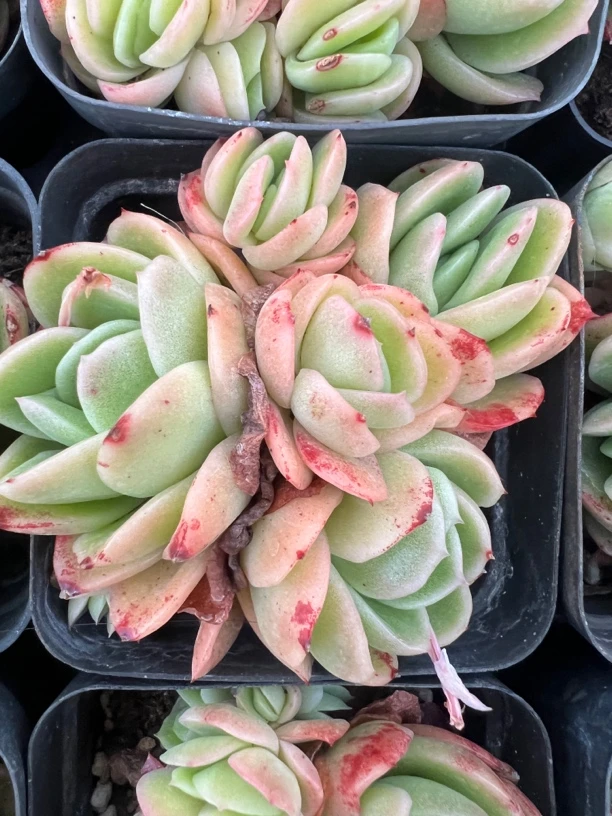 冰玫瑰锦多肉植物6-7公分