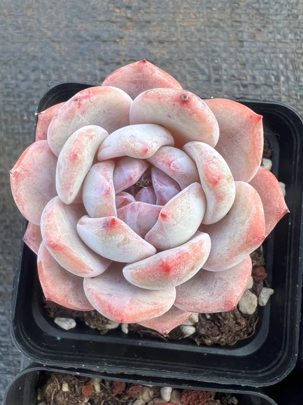 精控韩橙多肉植物5-7