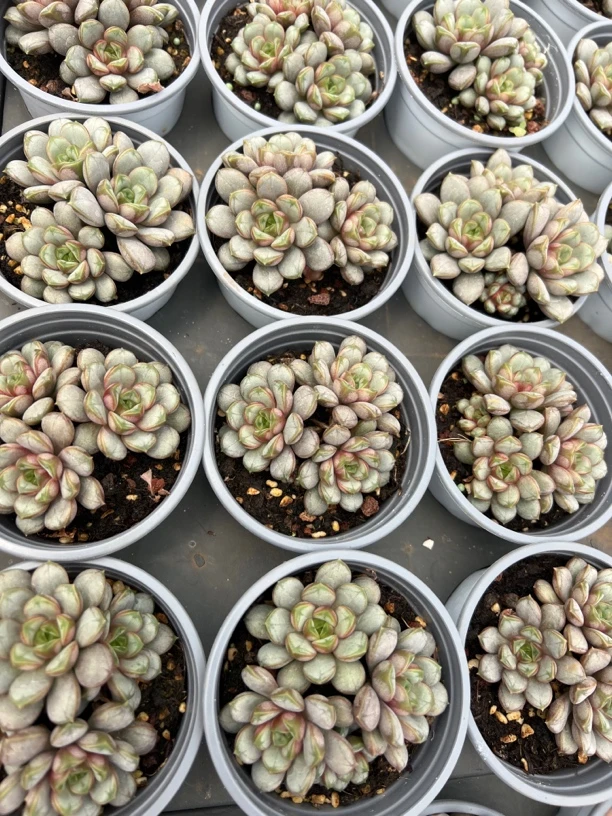 葡萄多头多肉植物18包邮