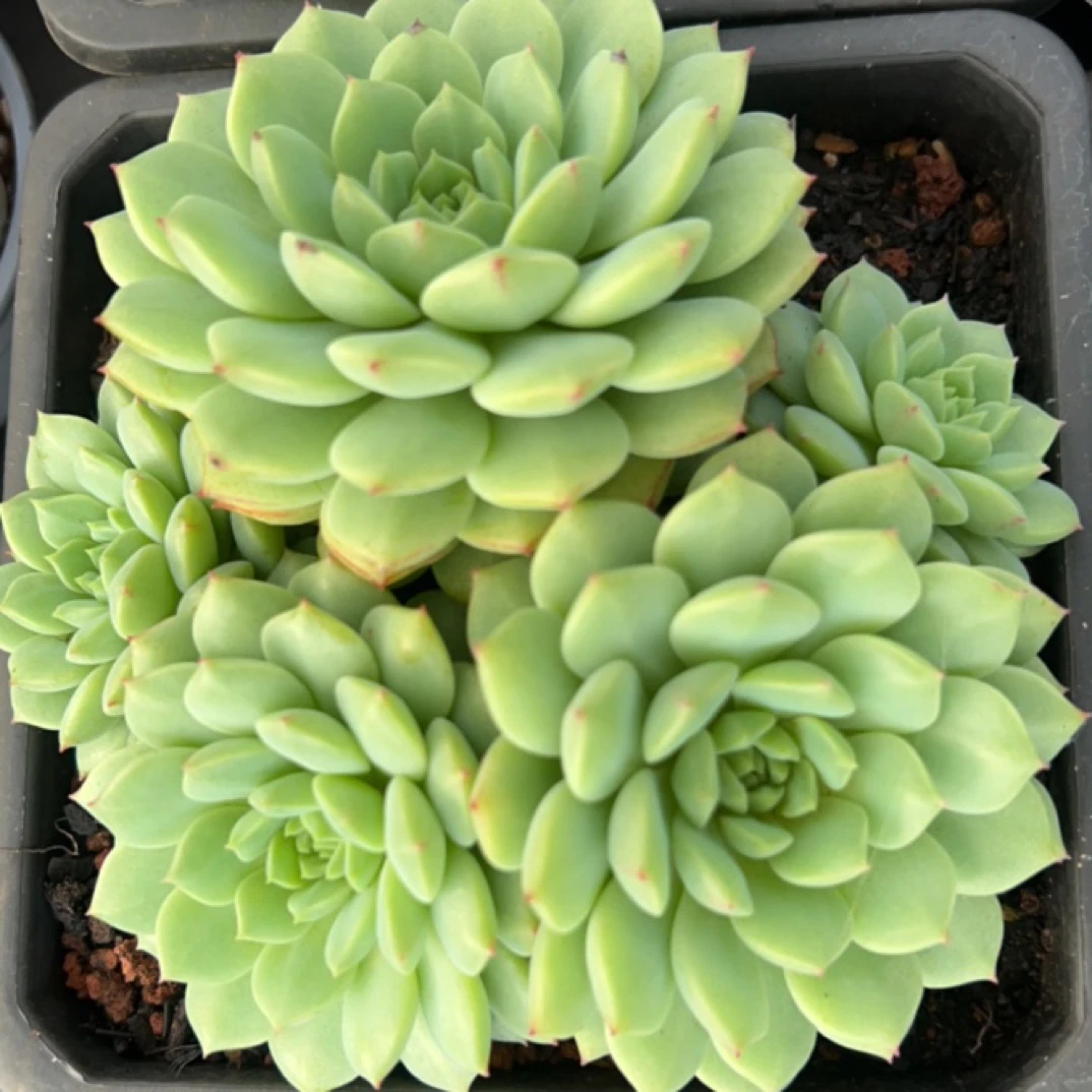 熊猫脸多肉植物18包邮