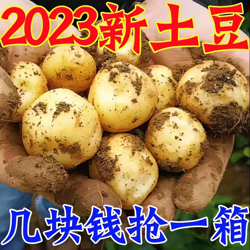 【抢购中】2023年小土豆新鲜黄心农家自种洋芋马铃薯1-9斤精选土豆·