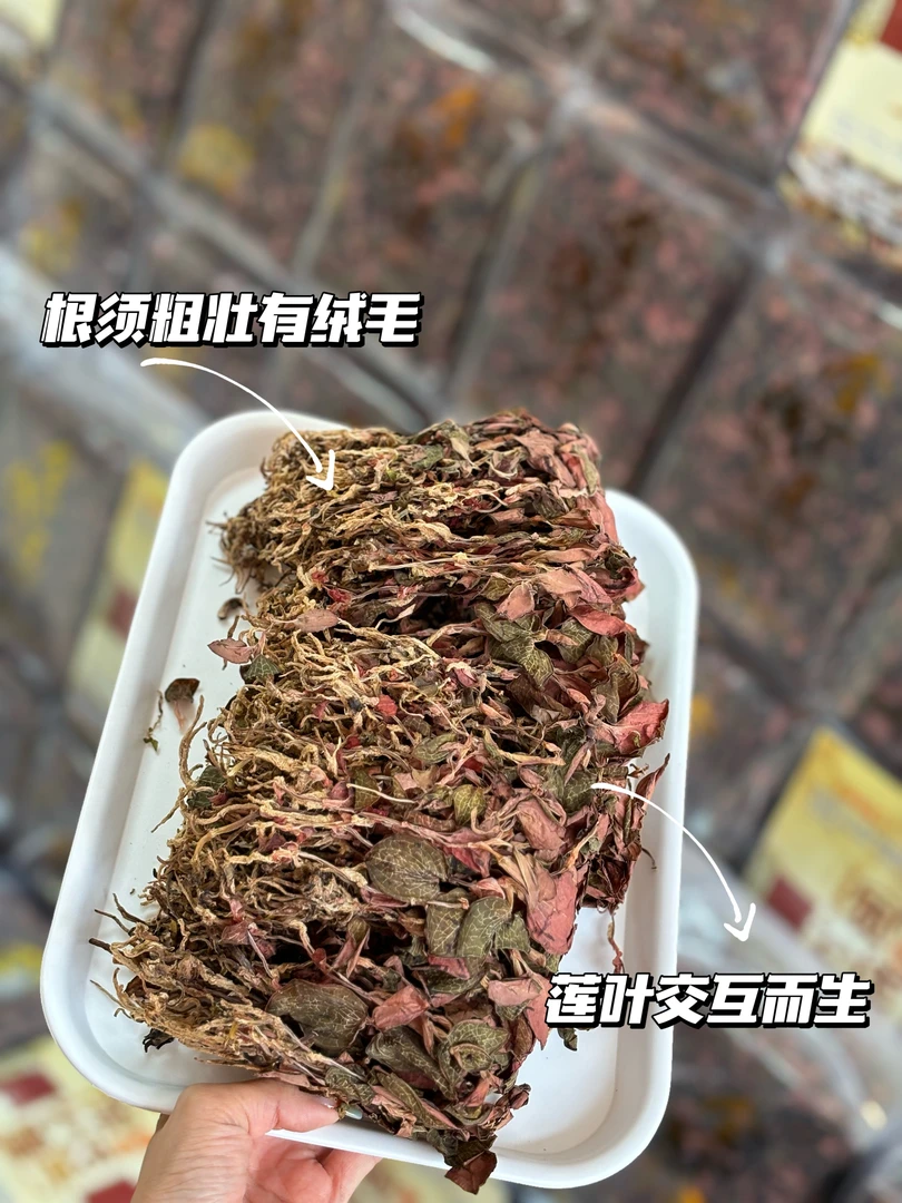 福建红霞金线连干货整株煲汤煮水100克