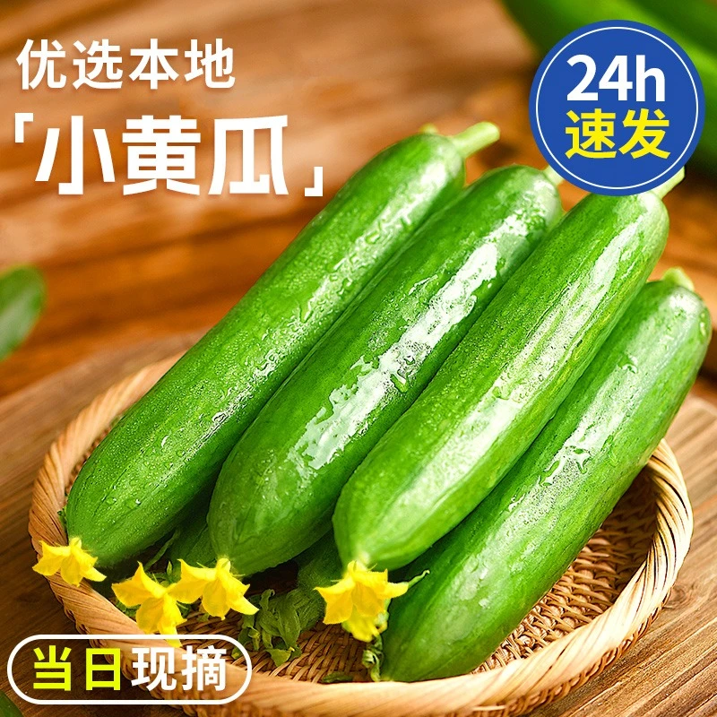山东寿光水果黄瓜5斤新鲜水果脆爽口小黄瓜产地直发