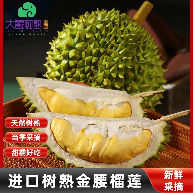 【珠海香洲】一果一拍 树熟金腰榴莲 现拍现开 珠海小时达【大象树熟榴莲】