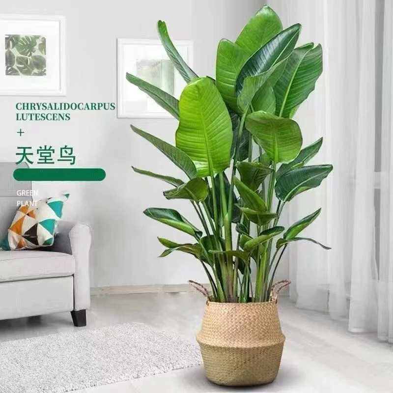 天堂鸟盆栽大型植物办公室客厅绿植净化空气北欧除甲醛真绿植室内