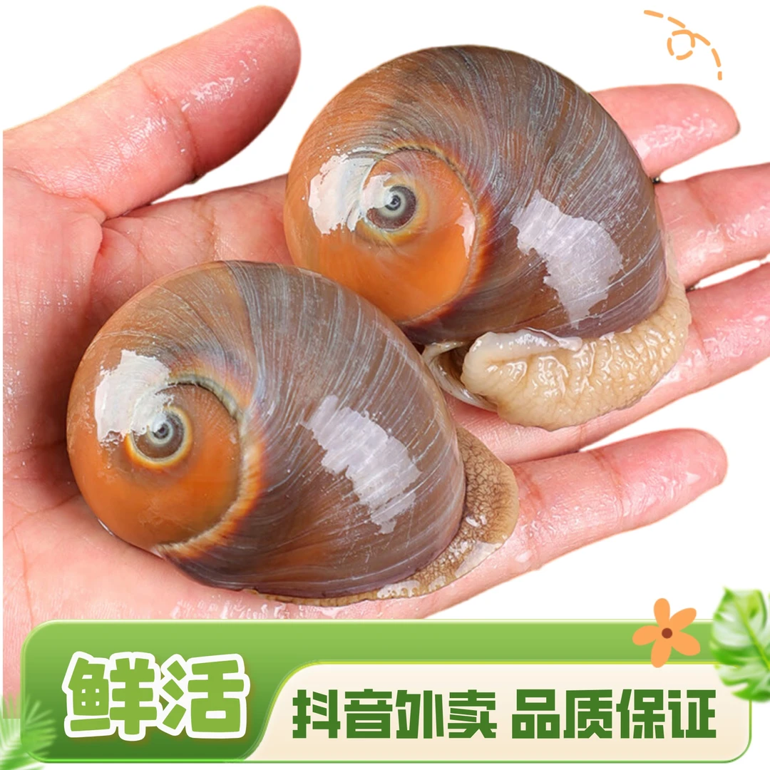 鲜活猫眼螺 香螺 500克