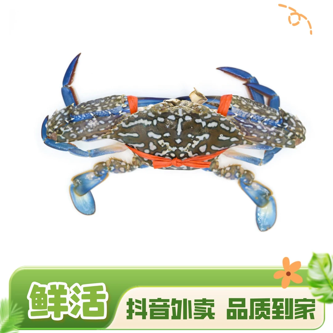 鲜活兰花蟹 鲜活发货