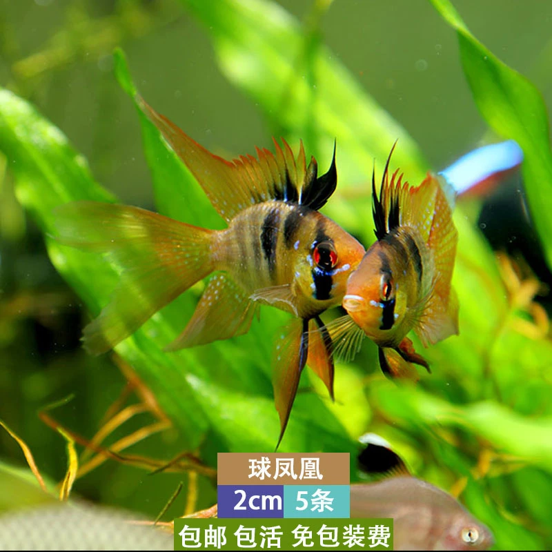 荷兰凤凰球形草凤凰球短鲷波子热带活体鱼淡水小型鱼活体宠物包活