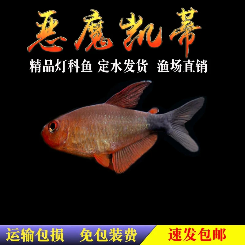 南美草缸恶魔凯蒂灯科鱼高端灯鱼宝狮灯