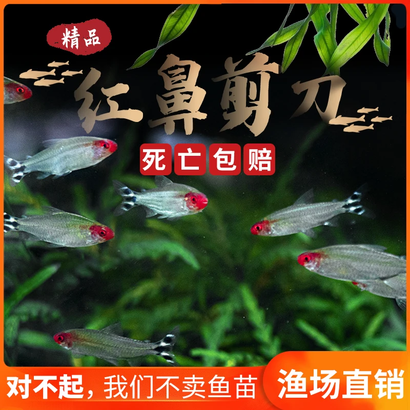 红鼻子剪刀鱼红鼻子群游鱼淡水鱼活体热带小型观赏鱼水草缸包损