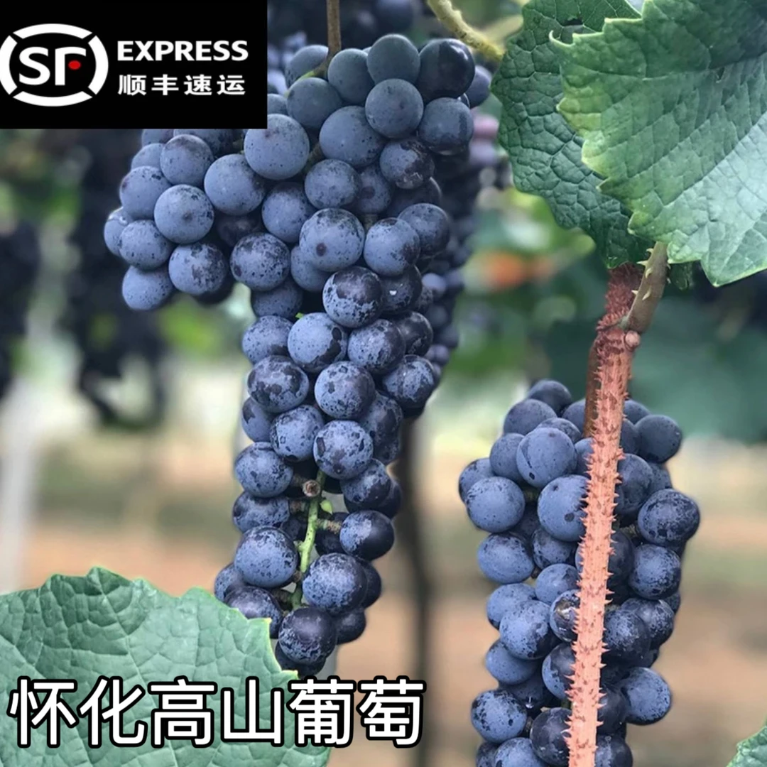 【土姐姐专属】湖南怀化高山刺葡萄黑紫葡萄山葡萄可酿酒顺丰