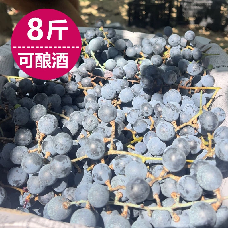 湘西高山刺葡萄紫葡萄怀化黑葡萄山葡萄可酿酒8斤中通包邮