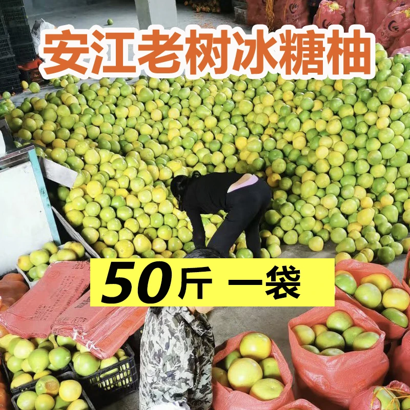 50斤湖南怀化雪峰冰糖柚安江青柚井岗蜜柚高山药柚金兰柚