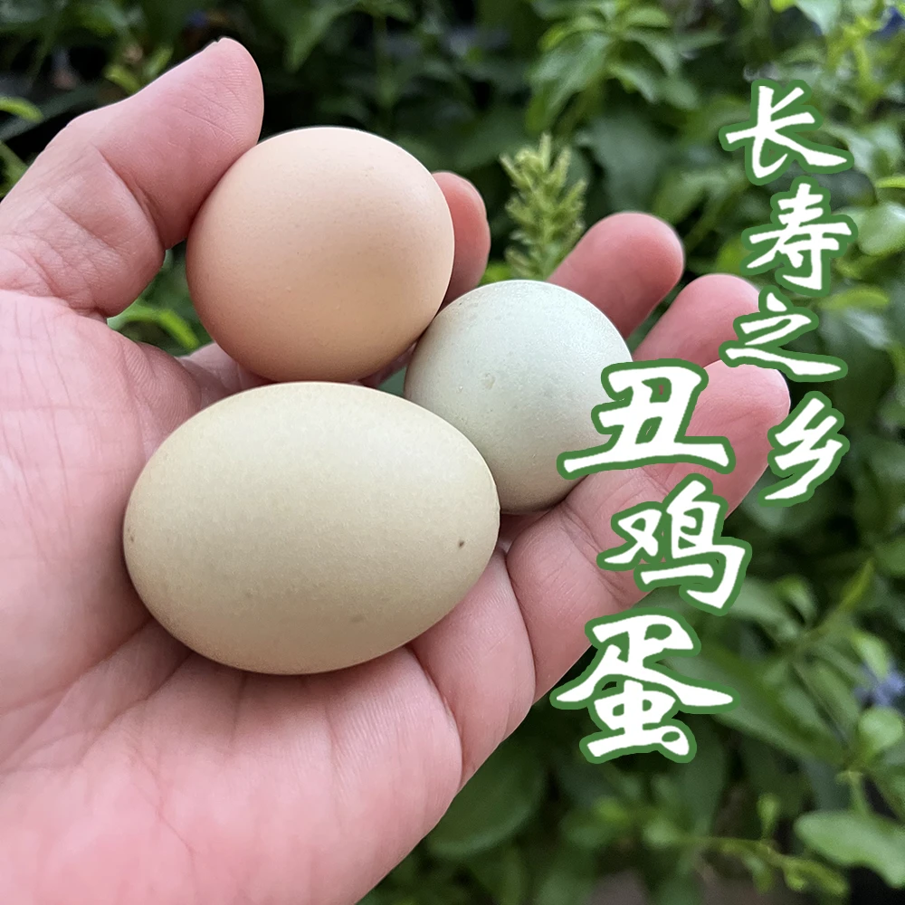 【天下吃鸡】长寿乡钟祥土鸡蛋 新鲜土鸡蛋天然丑自然香鸡蛋 包邮