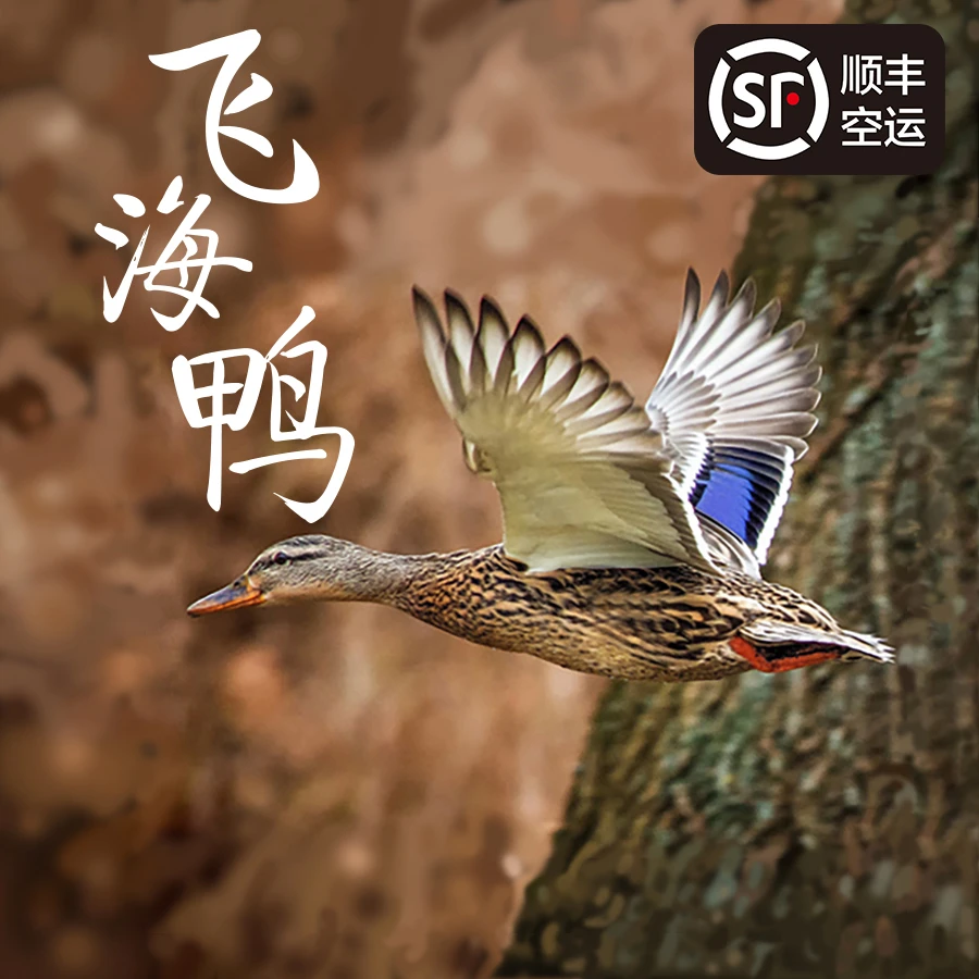 【天下吃鸡】飞海鸭土鸭海鸭水鸭飞鸭生鲜鸭现宰包邮1整只