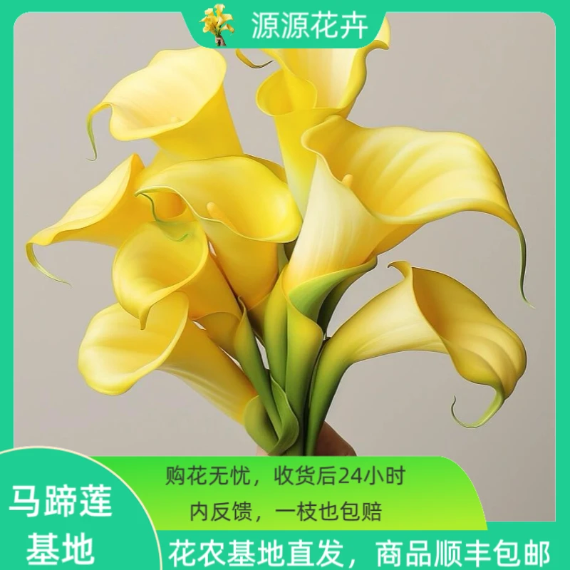 基地夏日好养护黄色65-80cm高级马蹄莲鲜花运损包赔（顺丰包邮）
