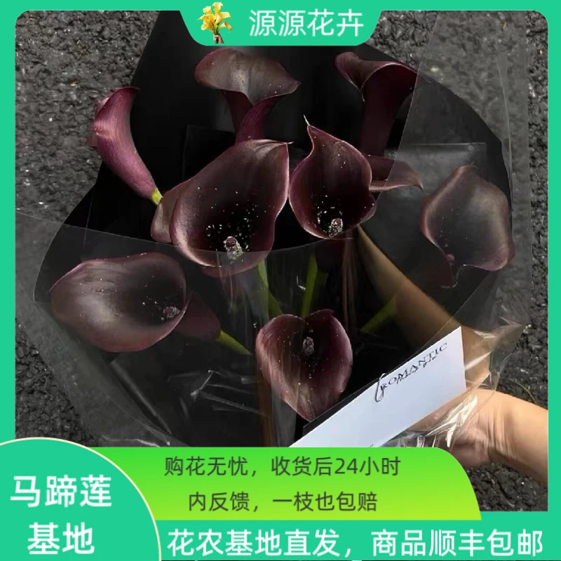 高品质彩色马蹄莲明亮紫黑色玫红色35-45CM基地直发（顺丰包邮）