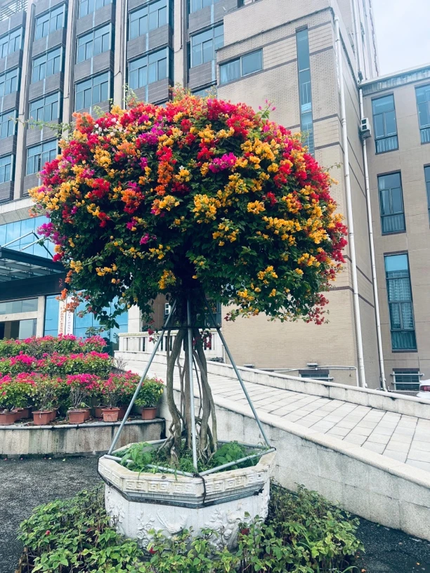 19.8[粉丝福利价]三角梅绿植盆栽阳台庭院爬藤植物