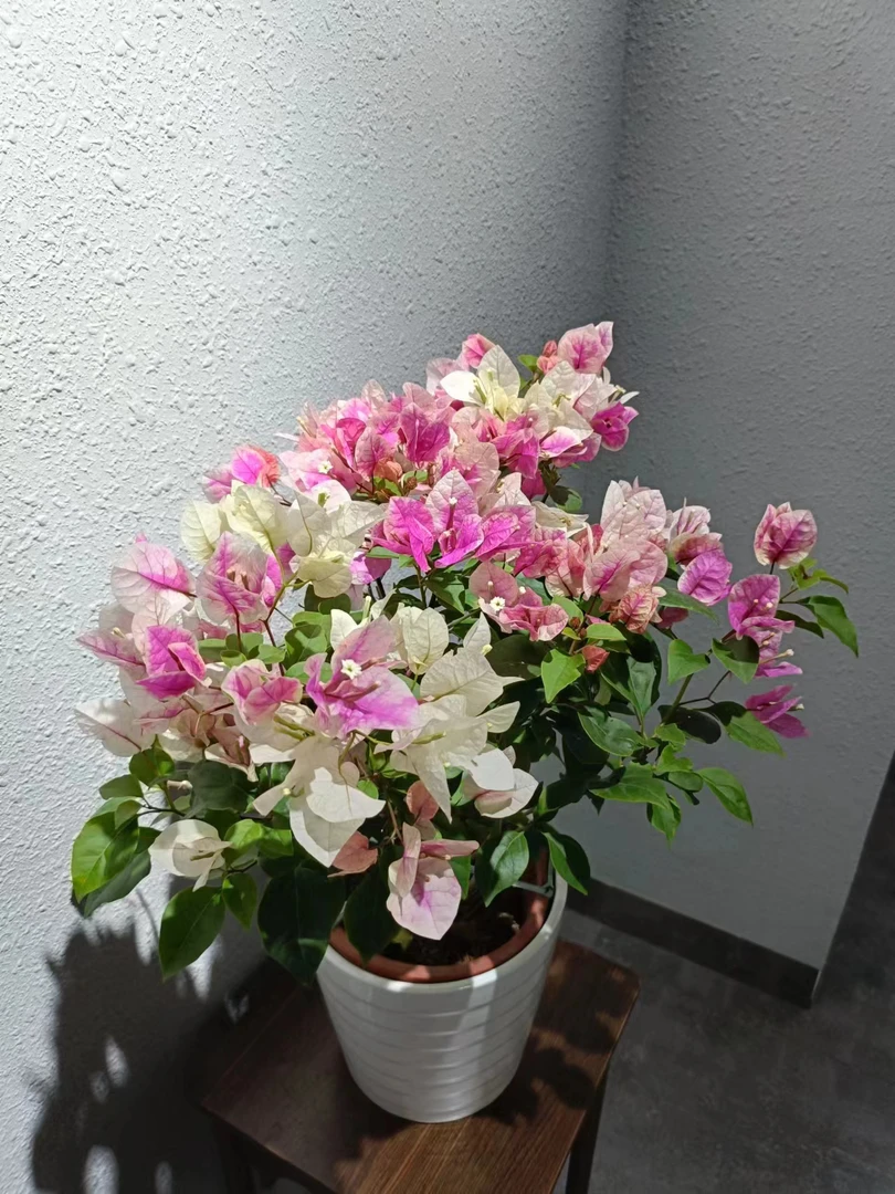 （一物一拍）三角梅绿植盆栽阳台庭院爬藤植物