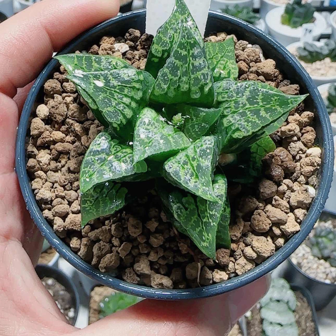 【闪购商品】唐草狮子寿