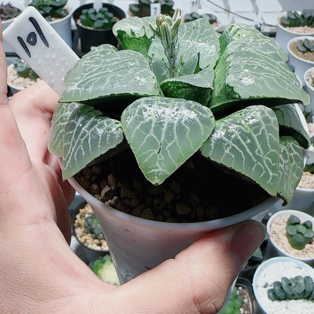 【闪购商品】咻***皮101号101母本康平