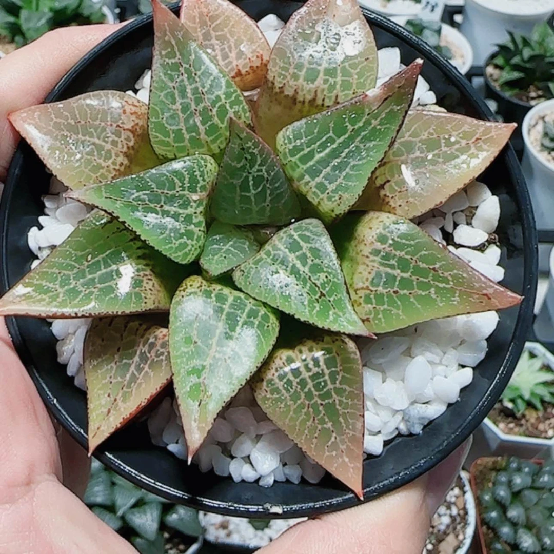 【闪购商品】实生101水晶康平