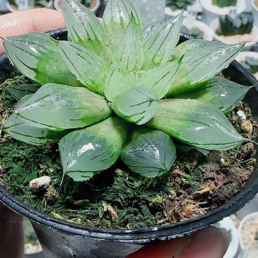 【闪购商品】万象盆母本西亚基