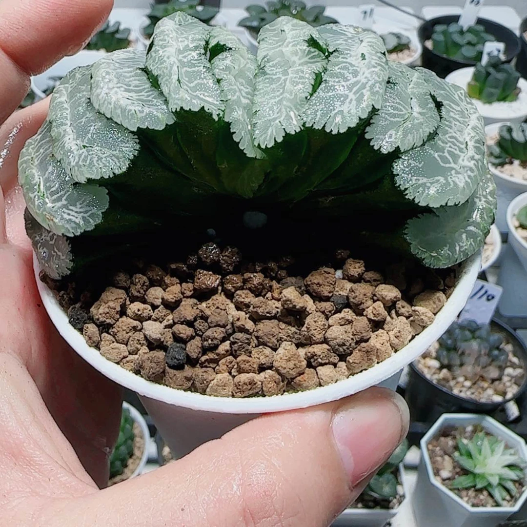【闪购商品】万象盆虞姬玉扇多肉