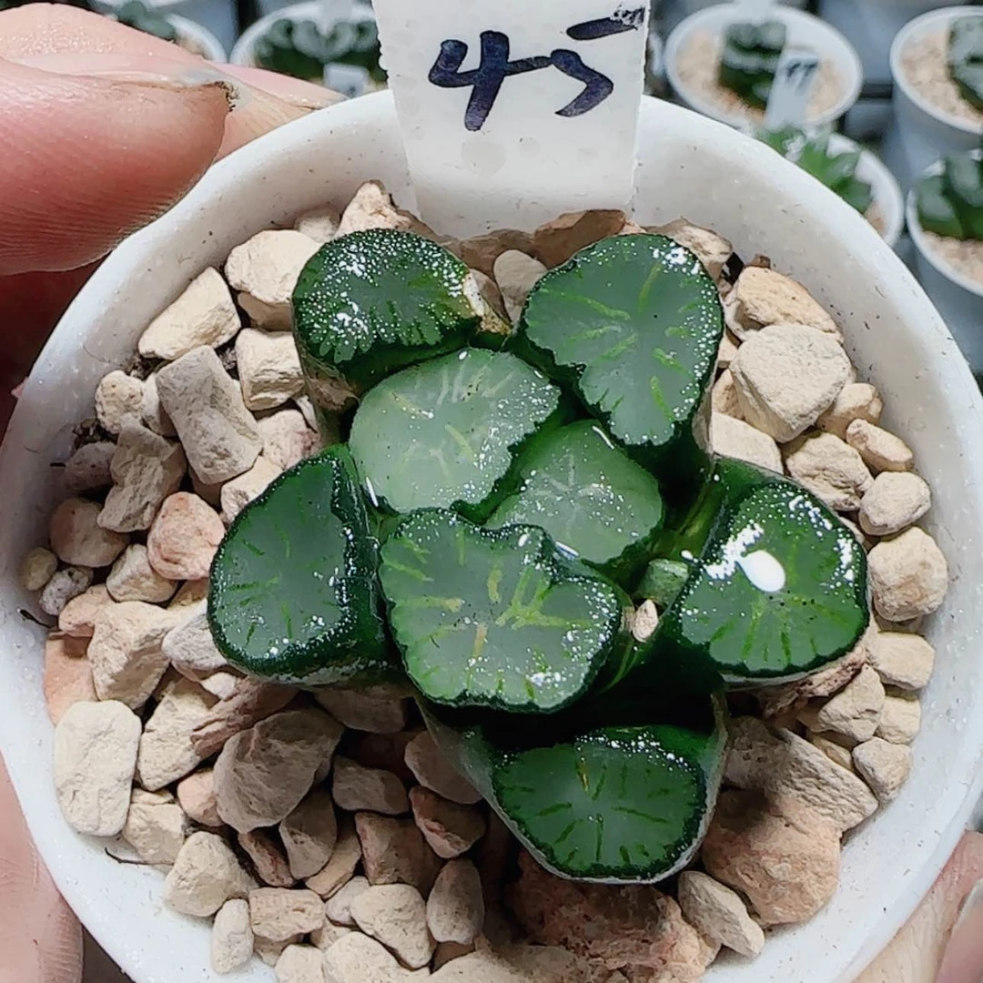 【闪购商品】万象盆红纹大镜