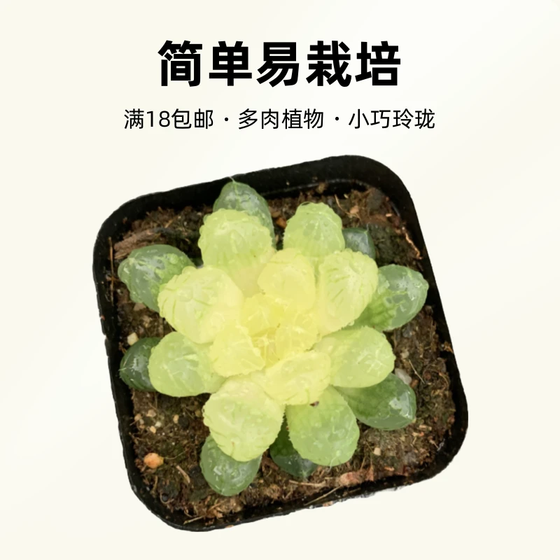 琥珀玉露多肉属懒人新手带土