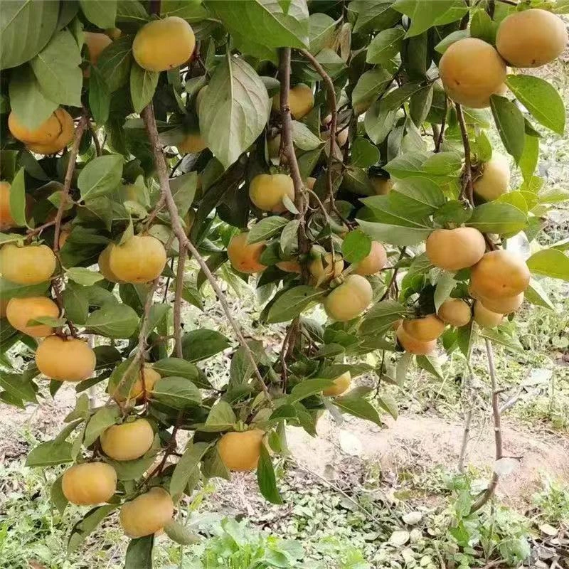 脆甜柿子火晶柿子太秋柿子基地直播
