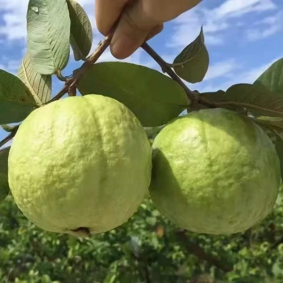 四季结果珍珠芭乐苗番石榴苗白心 红心 红宝石无籽嫁接苗当年结果