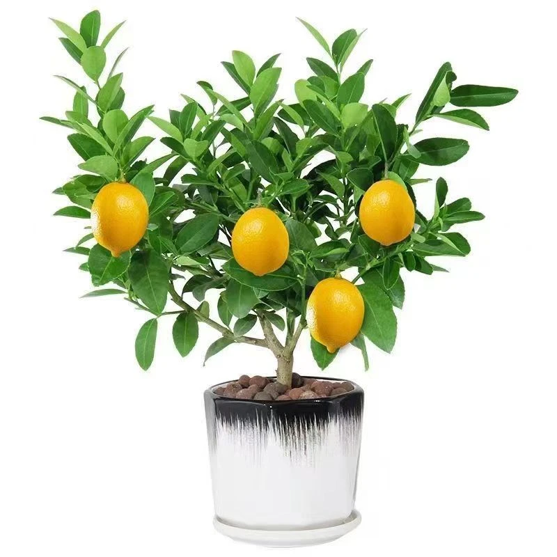 脆皮金桔脆密金柑直播间橘子树苗带果发货成活高室内外南方北