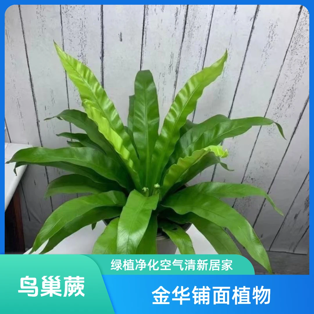 大盆展叶鸟巢蕨富贵撅盆栽水培绿植室内北欧好养净化空气观叶绿植