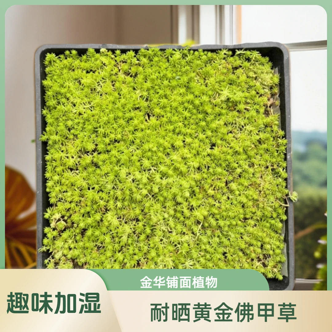 【园艺小路】佛甲草--方盘成品苗，快速覆盖，适合庭院园林，四级常绿